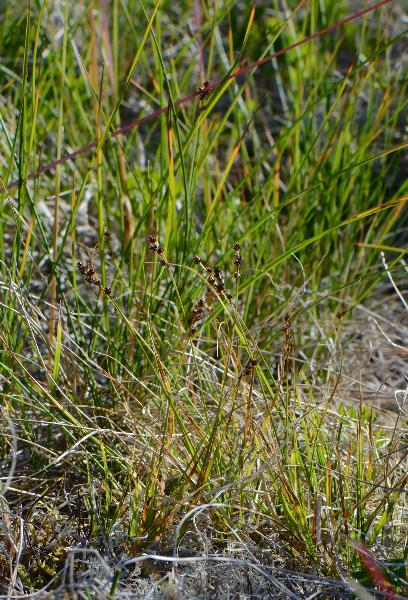 Photo of Carex brunnescens by Ryan Batten