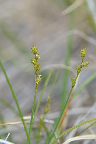 Photo of Carex brunnescens by Ryan Batten