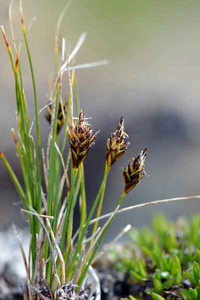 Photo of Carex nardina by Ryan Batten