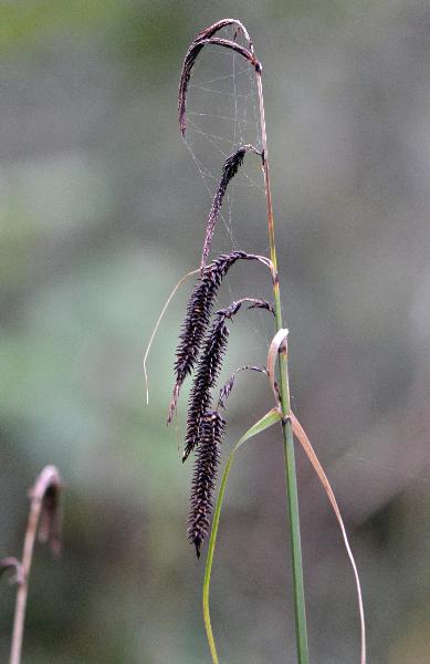 Photo of Carex obnupta by Ryan Batten