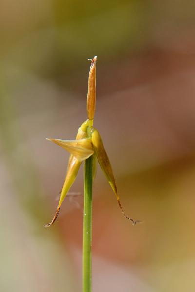 Photo of Carex pauciflora by Ryan Batten
