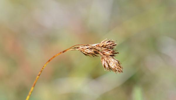Photo of Carex phaeocephala by Ryan Batten