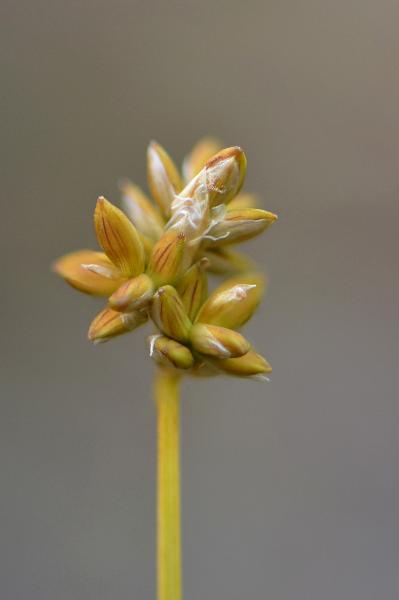 Photo of Carex tenuiflora by Ryan Batten