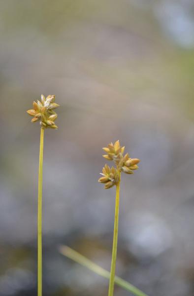 Photo of Carex tenuiflora by Ryan Batten