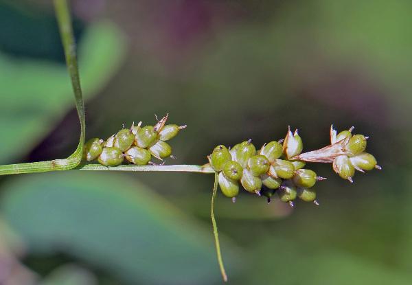 Photo of Carex torreyi by Ryan Batten