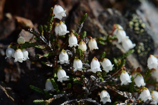 Photo of Cassiope lycopodioides by Ryan Batten
