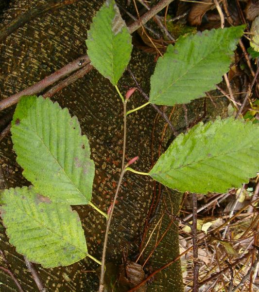 Photo of Alnus rubra by Kevin Newell