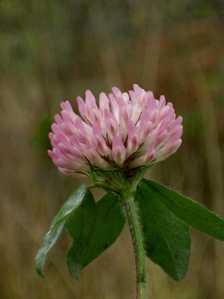 Photo of Trifolium pratense by Kevin Newell