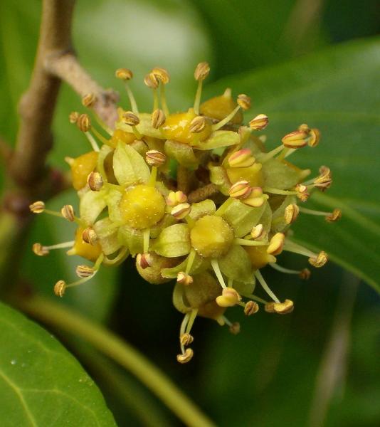 Photo of Hedera helix by Kevin Newell