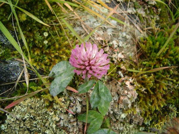 Photo of Trifolium pratense by Kevin Newell