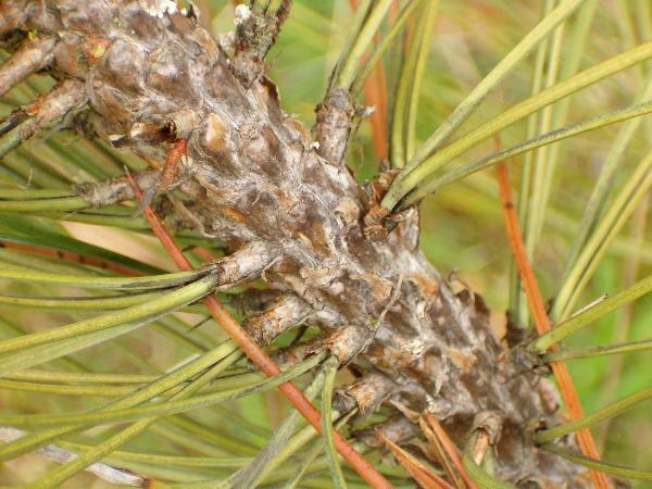 Photo of Pinus ponderosa by Kevin Newell