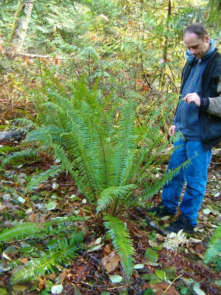 Photo of Polystichum munitum by Kevin Newell