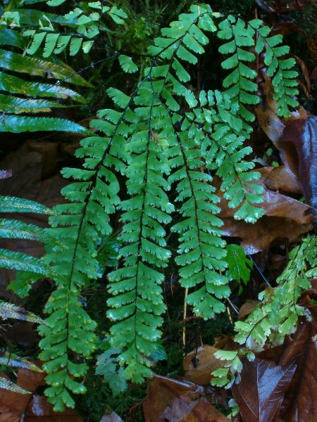 Photo of Adiantum aleuticum by Kevin Newell