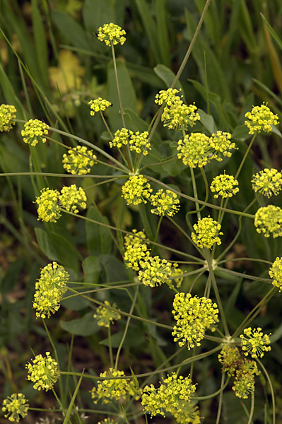 Photo of Lomatium nudicaule by <a href="http://www.suresoft.ca/homepage/gcarter.html">Irmgard & Gerald Carter</a>