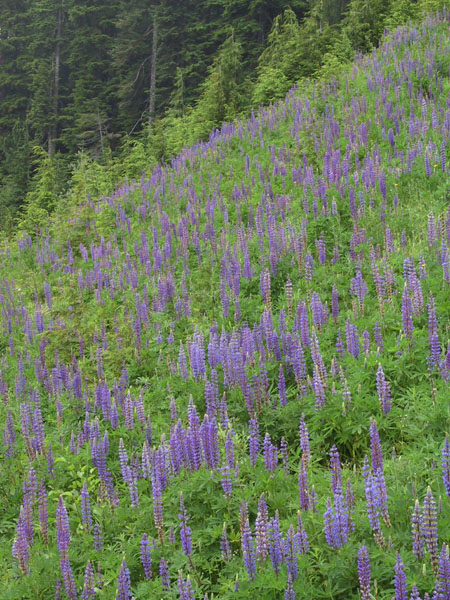 Photo of Lupinus polyphyllus ssp. polyphyllus by <a href="http://www.suresoft.ca/homepage/gcarter.html">Irmgard & Gerald Carter</a>