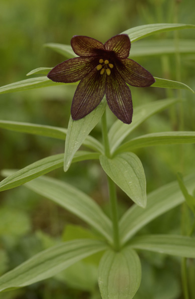 Photo of Fritillaria camschatcensis by <a href="http://www.suresoft.ca/homepage/gcarter.html">Irmgard & Gerald Carter</a>