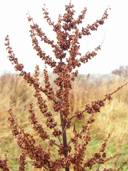 Photo of Rumex obtusifolius by Kevin Newell