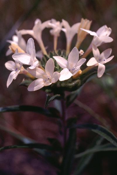 Photo of Collomia grandiflora by Jim Riley