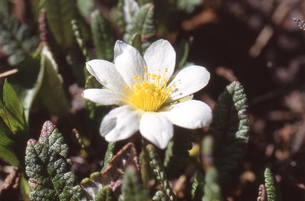 Photo of Dryas octopetala by Alan S. Tracey