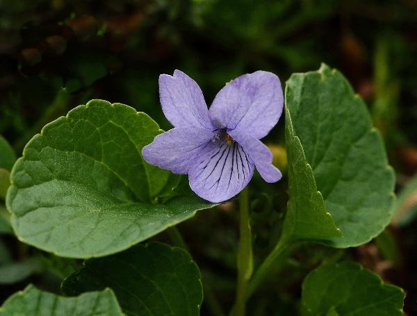 Photo of Viola langsdorffii by Virginia Skilton