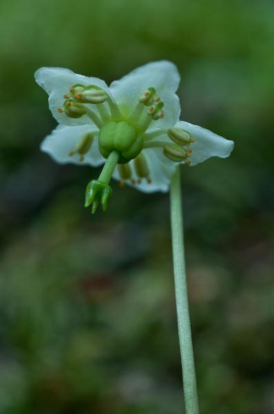Photo of Moneses uniflora by Bryan Kelly-McArthur
