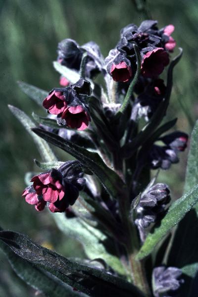 Photo of Cynoglossum officinale by Jim Riley