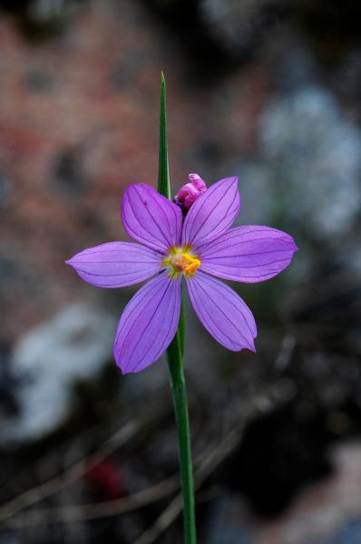 Photo of Olsynium douglasii var. inflatum by <a href="http://www.adventurevalley.com/larry">Larry Halverson</a>