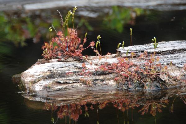Photo of Drosera rotundifolia by Debra  Thompson