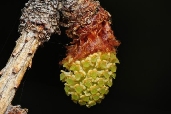 Photo of Larix occidentalis by <a href="http://www.adventurevalley.com/larry">Larry Halverson</a>