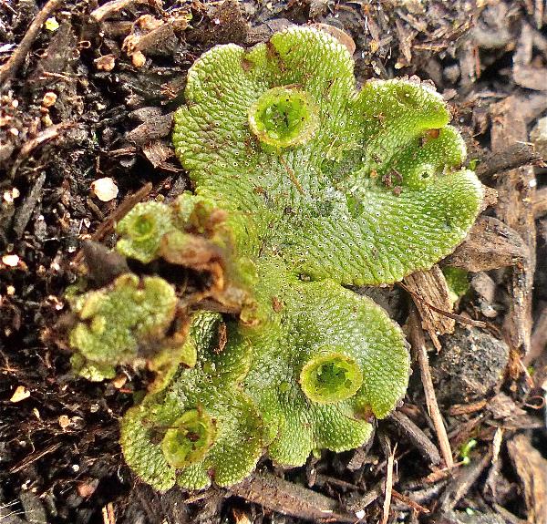 Photo of Marchantia polymorpha by Rosemary Taylor