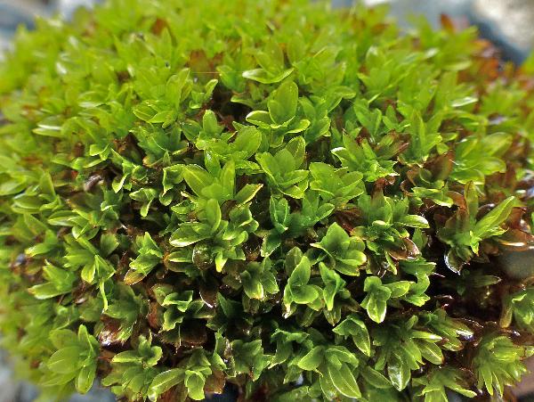 Photo of Crumia latifolia by Rosemary Taylor