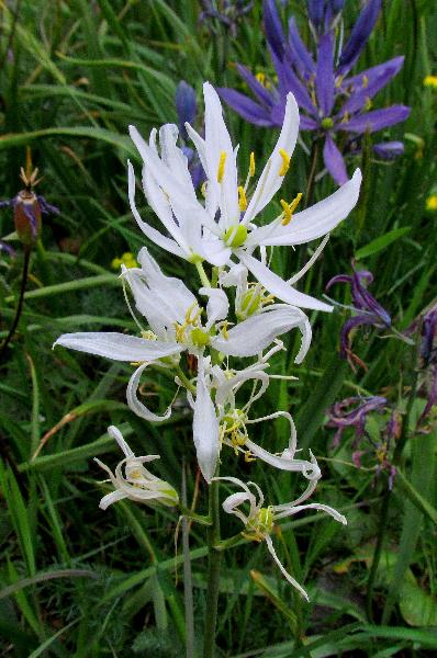 Photo of Camassia quamash by Val George