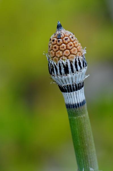 Photo of Equisetum hyemale by <a href="http://www.adventurevalley.com/larry">Larry Halverson</a>