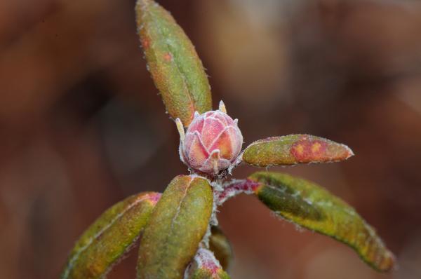 Photo of Rhododendron groenlandicum by <a href="http://www.adventurevalley.com/larry">Larry Halverson</a>