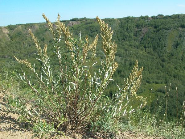 Photo of Artemisia ludoviciana ssp. ludoviciana by Adolf Ceska