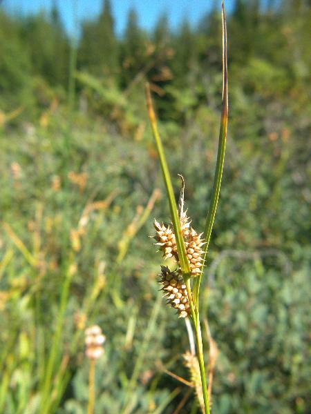 Photo of Carex viridula ssp. viridula by Adolf Ceska