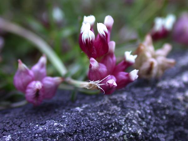 Photo of Trifolium depauperatum by Wylie Thomas