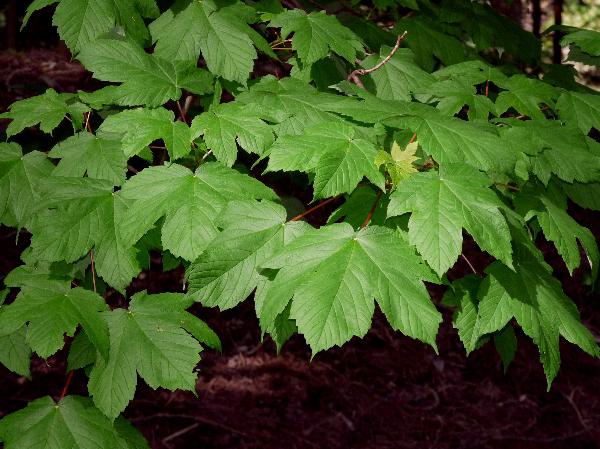 Photo of Acer pseudoplatanus by Jamie Fenneman