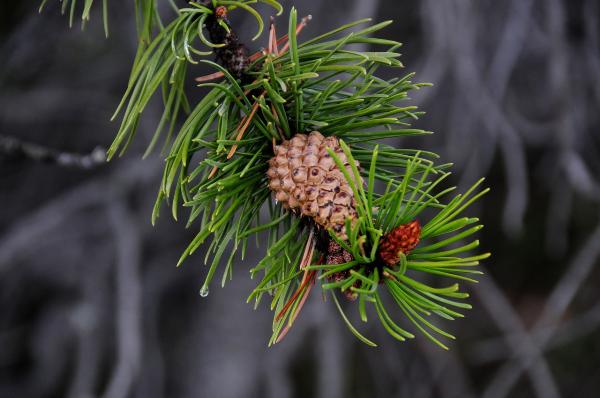 Photo of Pinus contorta var. latifolia by <a href="http://www.adventurevalley.com/larry">Larry Halverson</a>