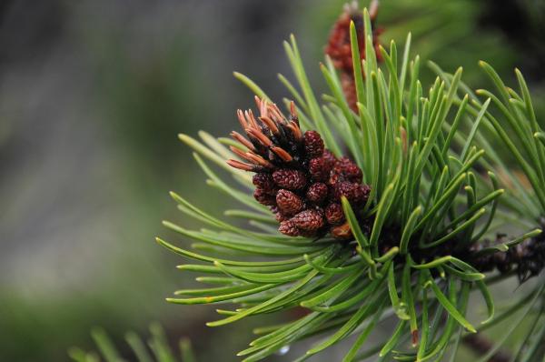 Photo of Pinus contorta var. latifolia by <a href="http://www.adventurevalley.com/larry">Larry Halverson</a>