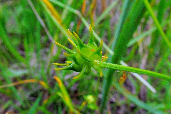 Photo of Ranunculus orthorhynchus by Val George