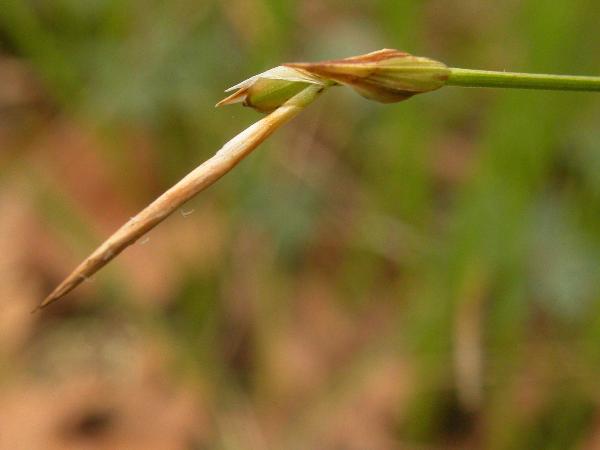 Photo of Carex geyeri by Adolf Ceska