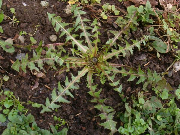 Photo of Taraxacum erythrospermum by Kevin Newell