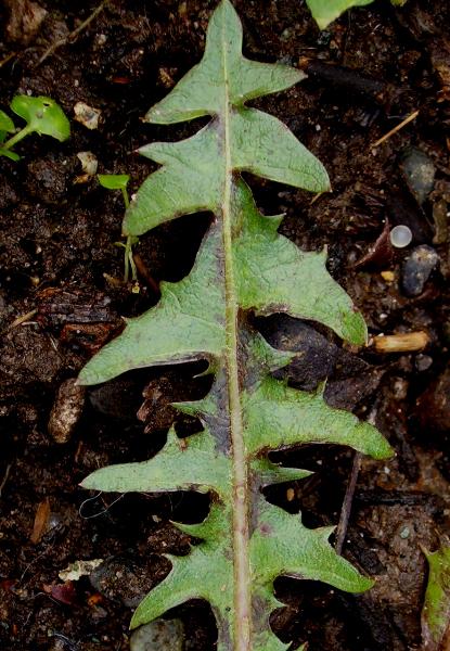 Photo of Taraxacum erythrospermum by Kevin Newell