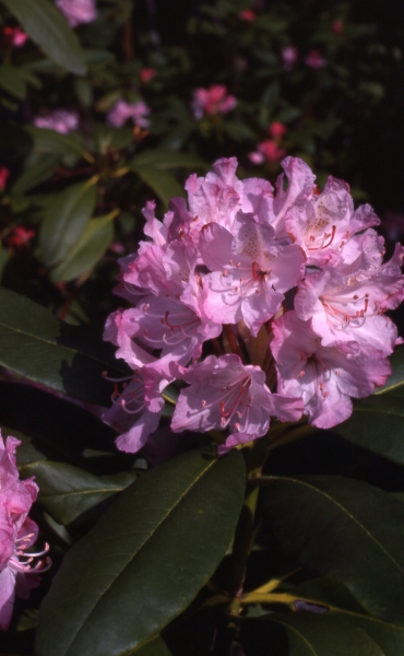 Photo of Rhododendron macrophyllum by Del Meidinger