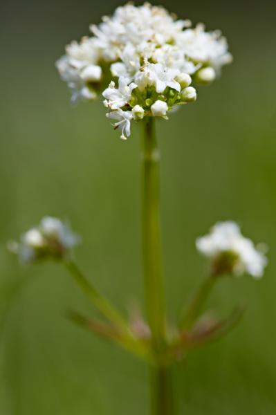 Photo of Valeriana dioica by <a href="http://www.danielmosquin.com/">Daniel Mosquin</a>