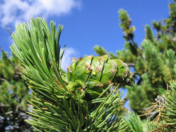 Photo of Pinus flexilis by Carmen Wong