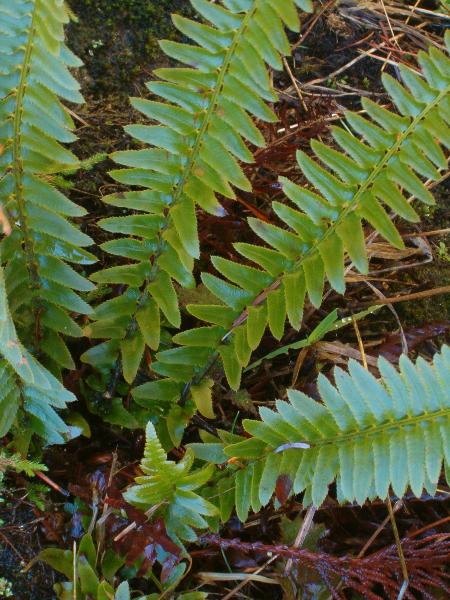 Photo of Polystichum imbricans ssp. imbricans by Kevin Newell
