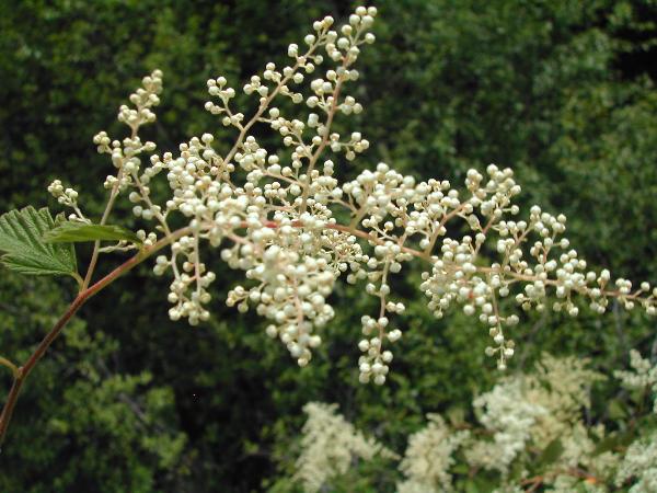 Photo of Holodiscus discolor var. discolor by <a href="http://www.ece.ubc.ca/~ianc/">Ian Cumming</a>