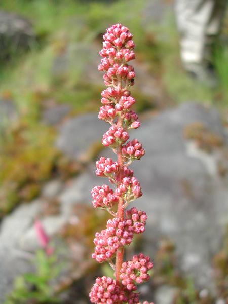 Photo of Spiraea douglasii by <a href="http://www.ece.ubc.ca/~ianc/">Ian Cumming</a>